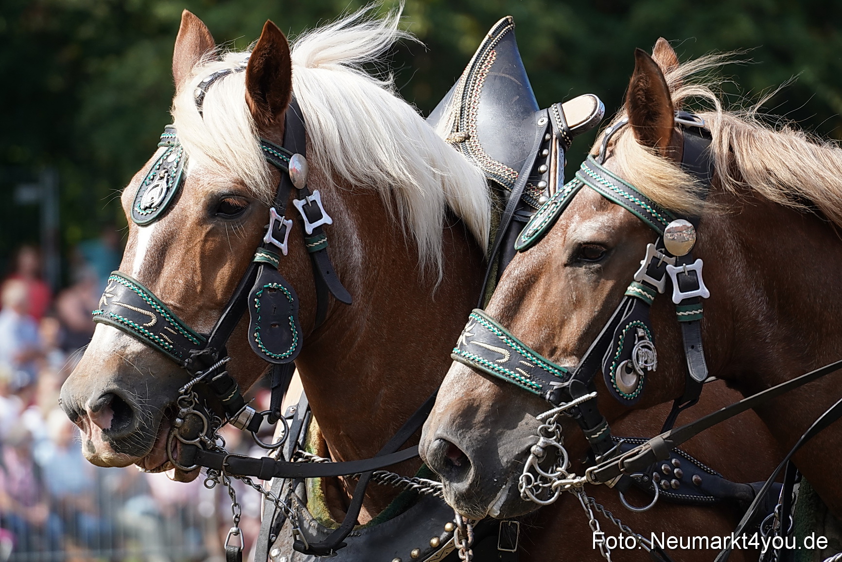 Pferde und Fohlenschau 2022 0237 